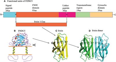 Irisin at the crossroads of inter-organ communications: Challenge and implications